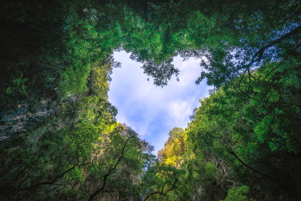 Sustainable timber forest with heart shape to the sky